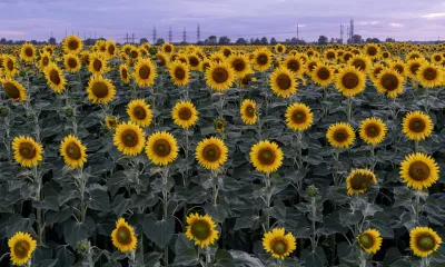a field of sunflowers in Ukraine in 2019. 